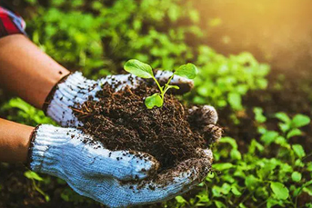 MVA Organic